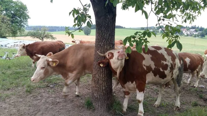 S Voit Erlebnisbauernhof, Kühe 