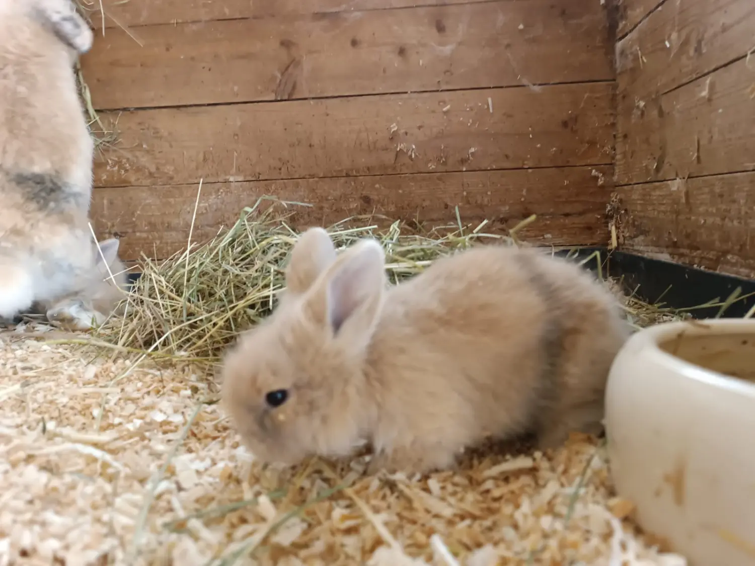 S Voit Erlebnisbauernhof, Kaninchen