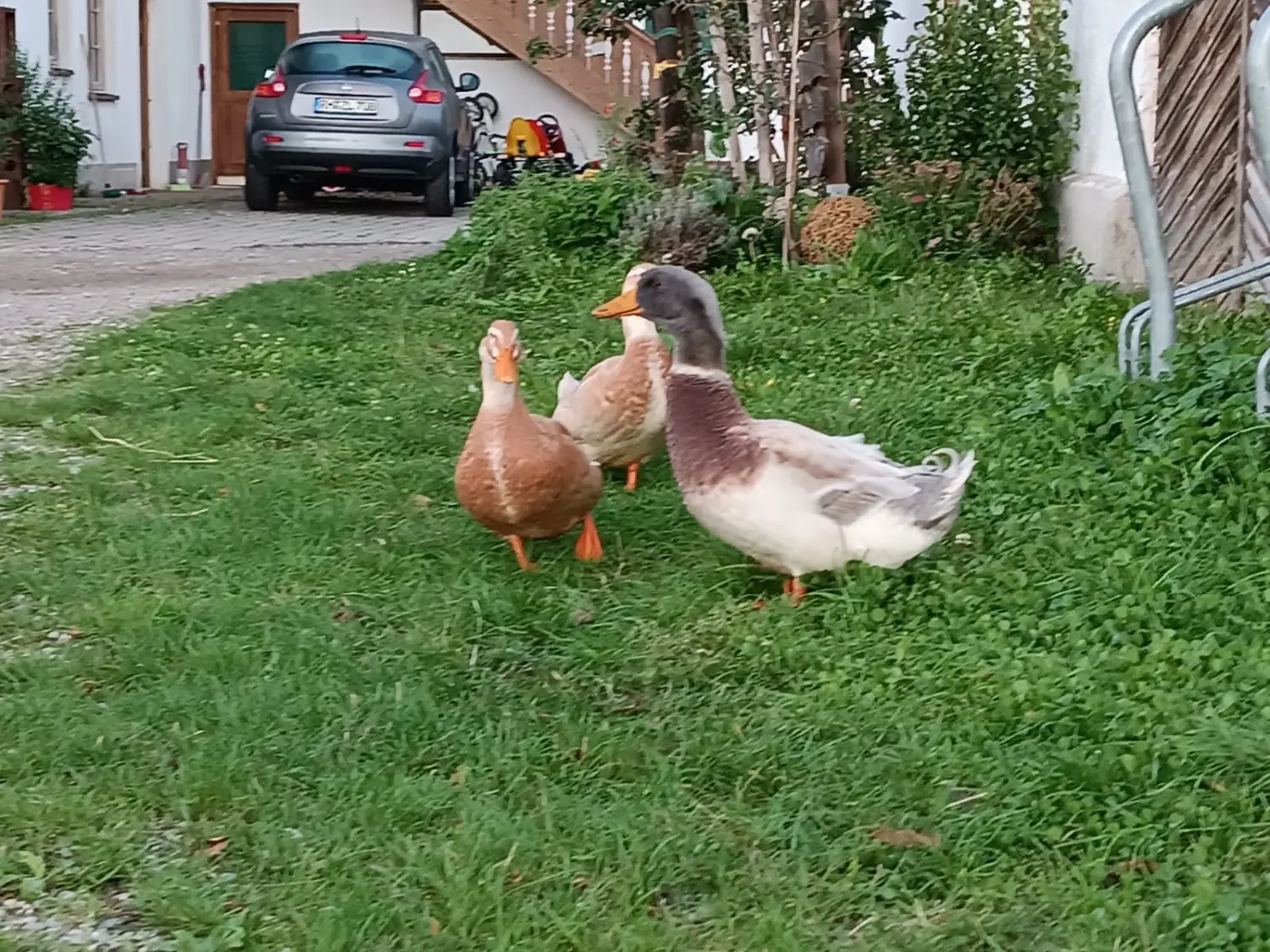 S Voit Erlebnisbauernhof, Enten