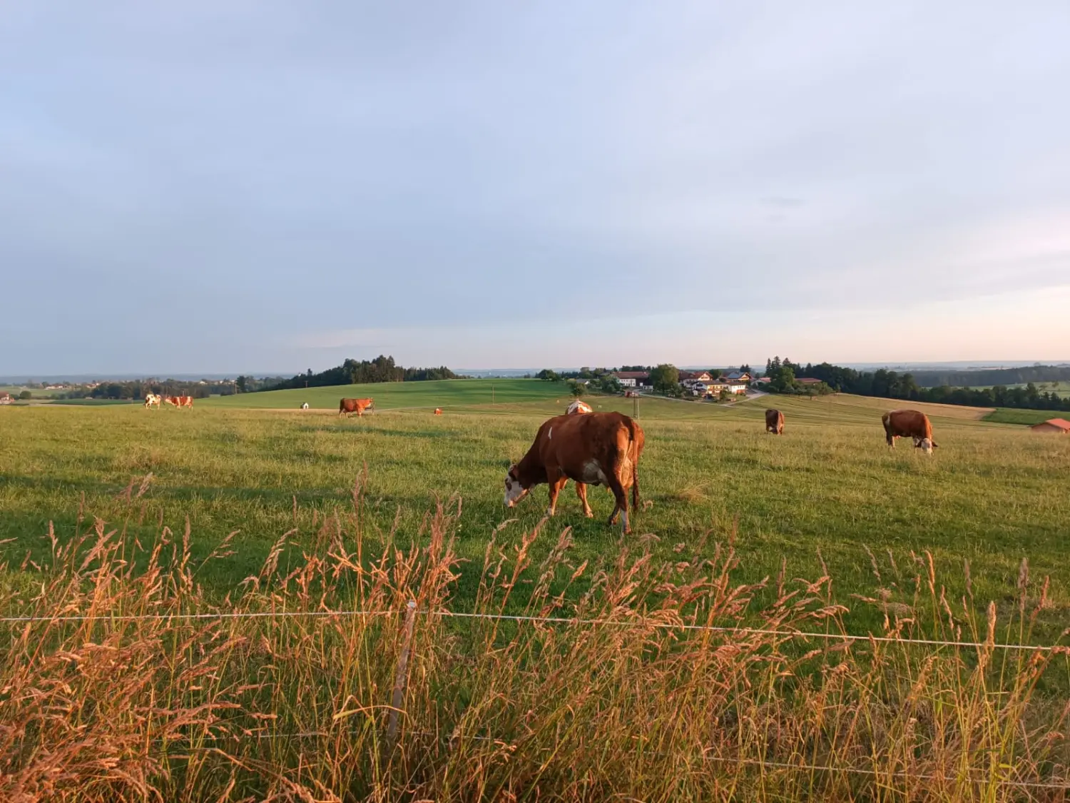 S Voit Erlebnisbauernhof, grasende Kuh auf der Weide