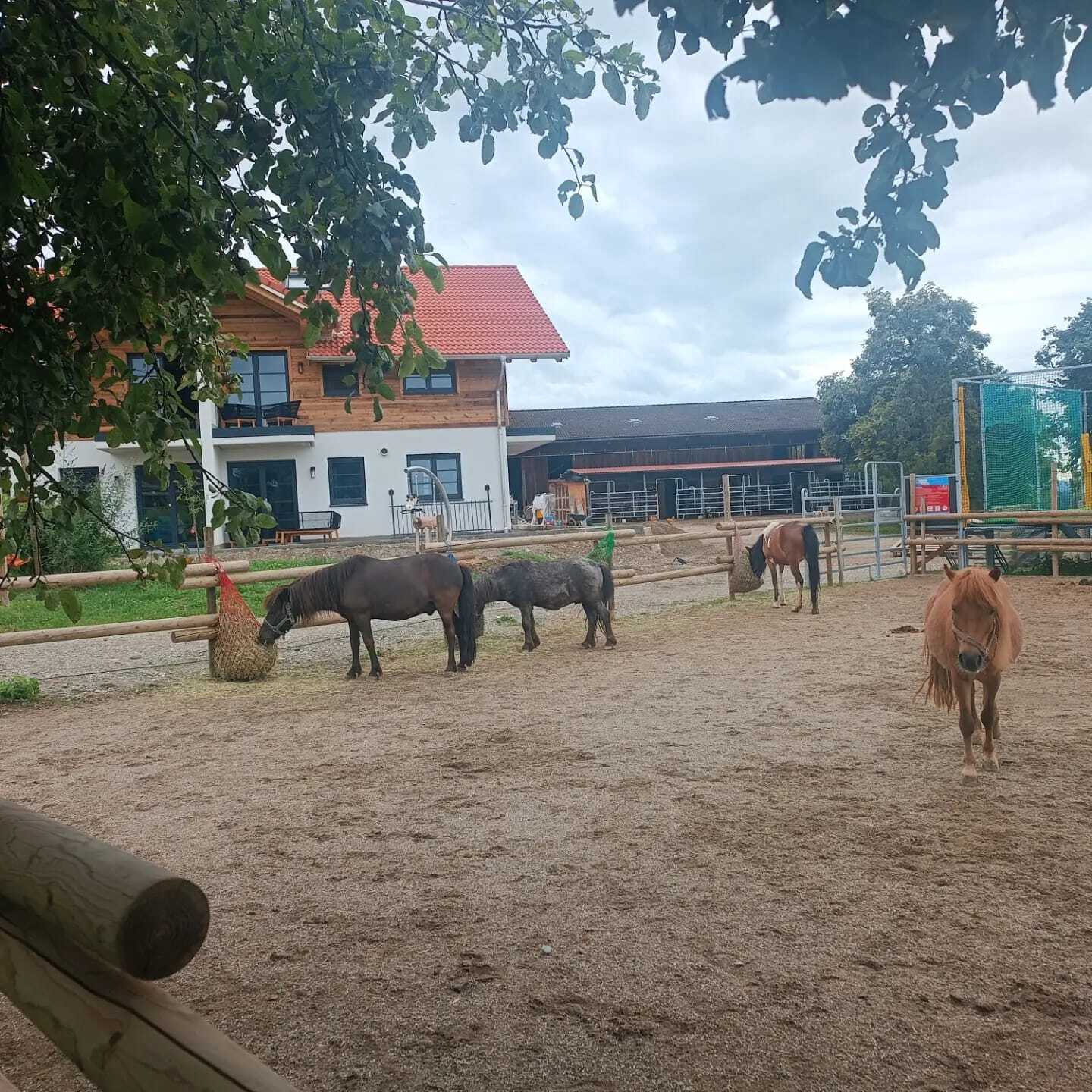 S Voit Erlebnisbauernhof, Pferde