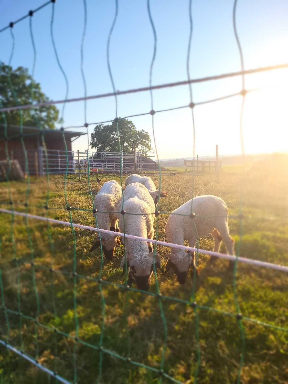 S Voit Erlebnisbauernhof, Schafe