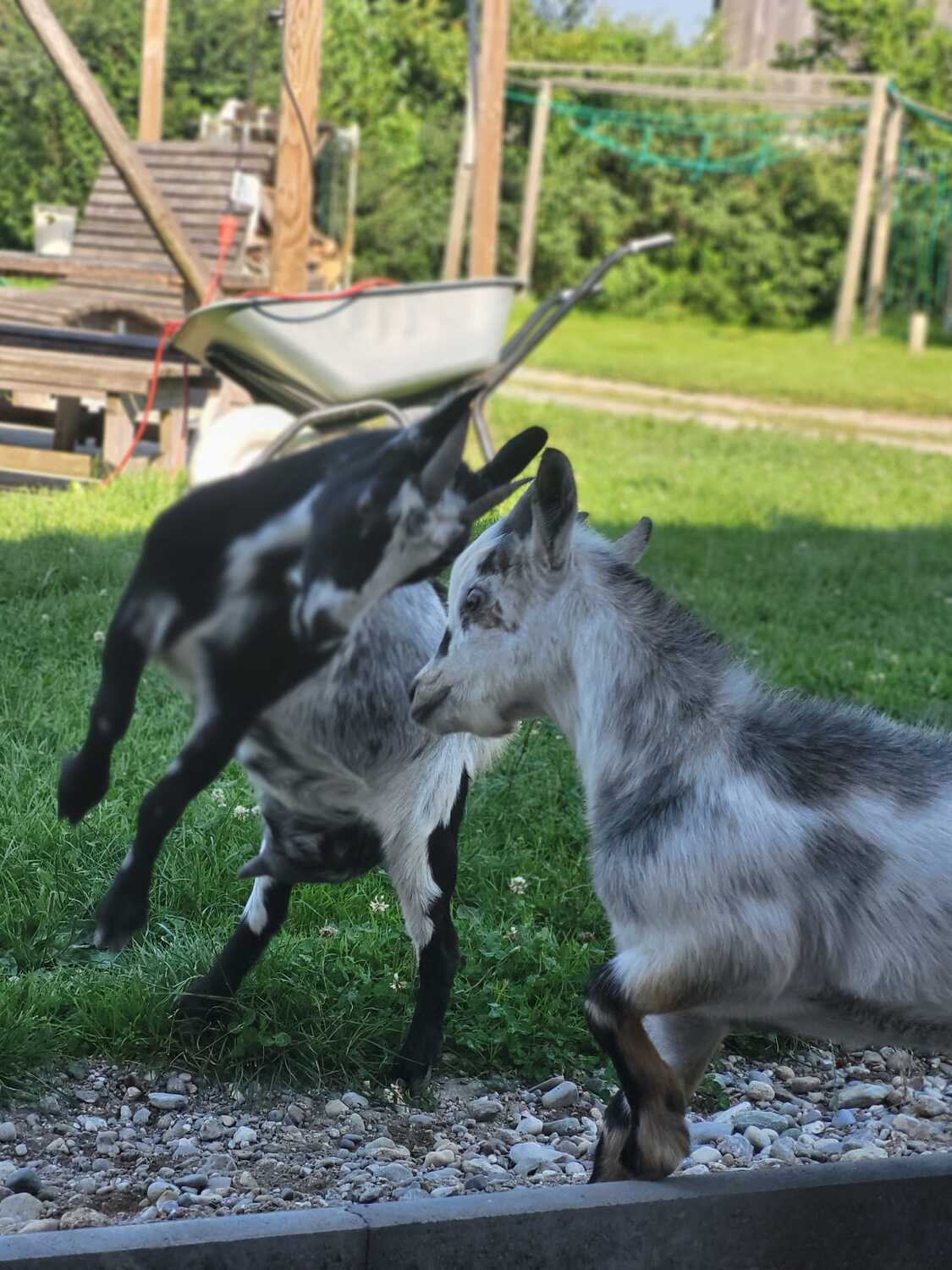 S Voit Erlebnisbauernhof, Ziegen